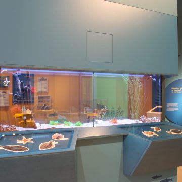Aquarium Nationalpark-Haus Greetsiel