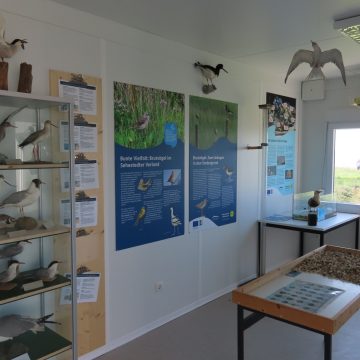 Nationalpark-Erlebnisstation Sehestedt Ausstellung Fauna