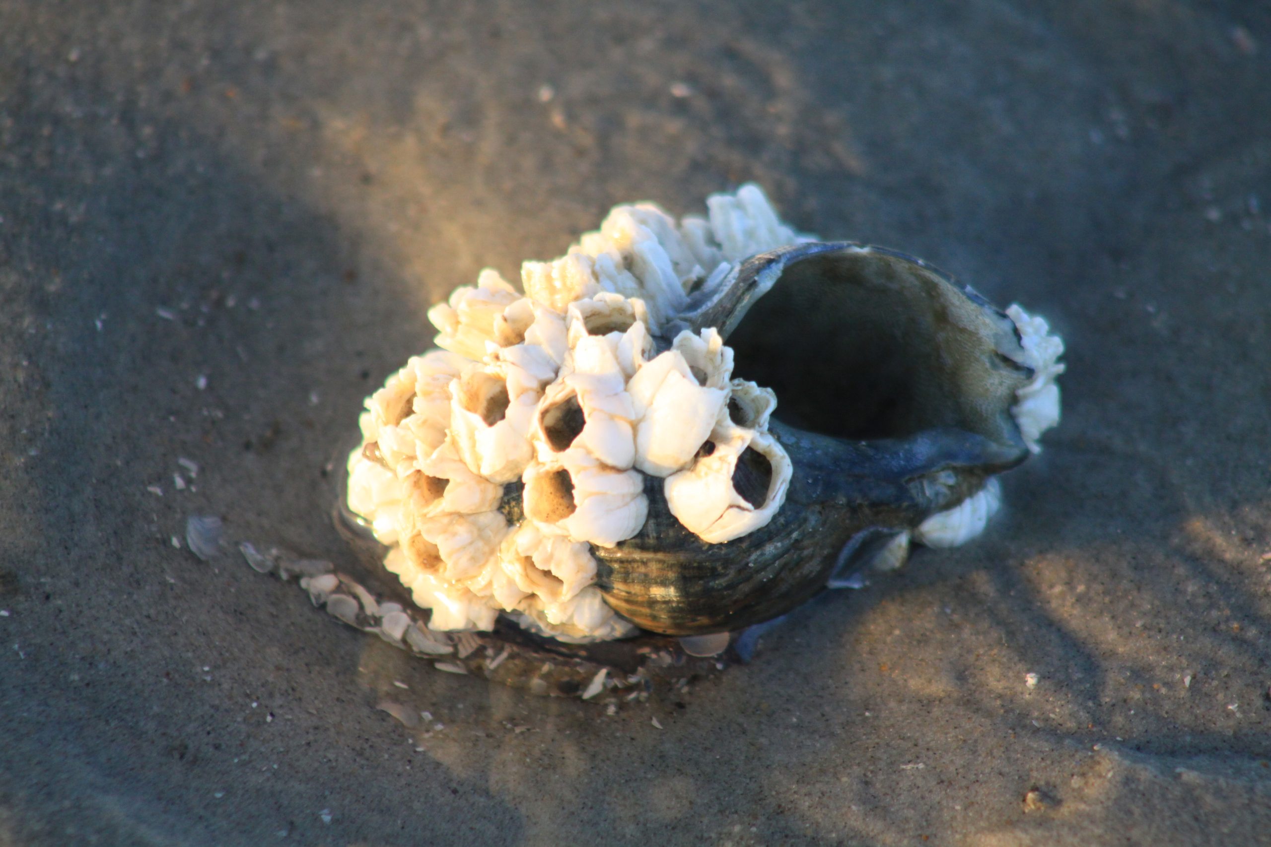 Ein an den Juister Strand angespültes Wellhornschneckengehäuse, welches mit Seepocken bewachsen ist.