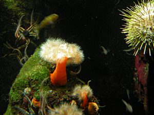 Seenelken sowie weitere Pflanzen und Tiere unter Wasser in der Dunkelheit.