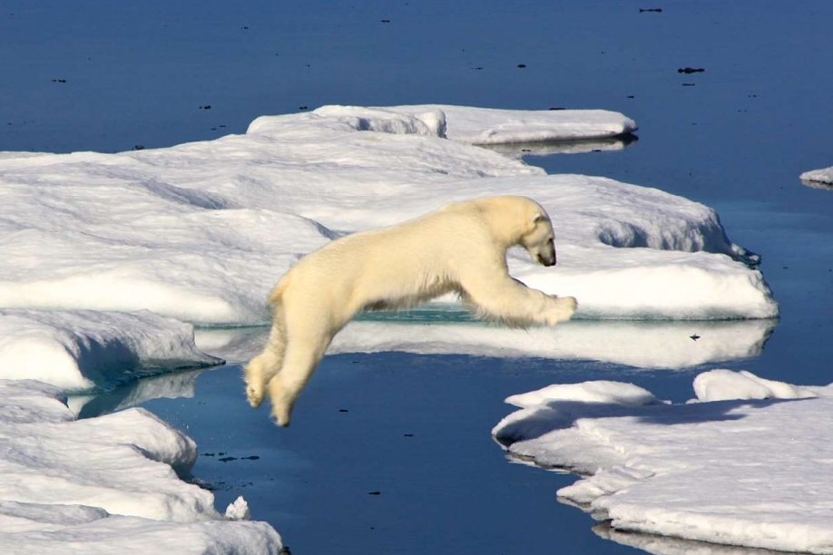 Eisbär (Plakat Sonderausstellung Die Ozeane in der Klimakrise)