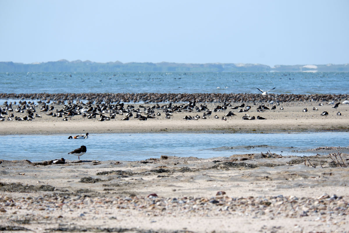 Sanbank und Wasserfläche mit unzähligen Vögeln