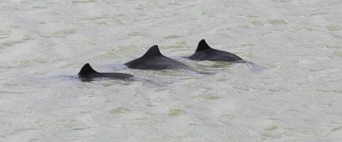 Drei Schweinswale. Foto: Imke Zwoch