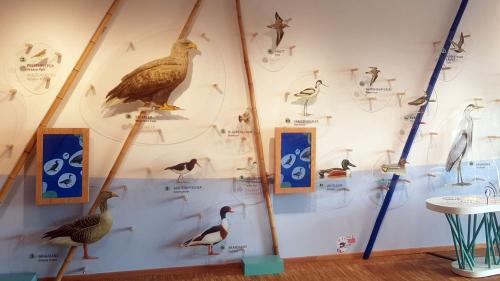 Ausstellungswand mit Vögeldarstellungen